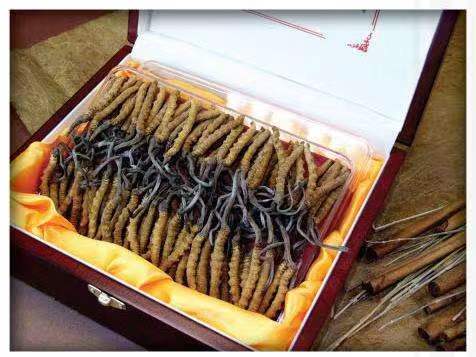 潍坊冬虫夏草回收?